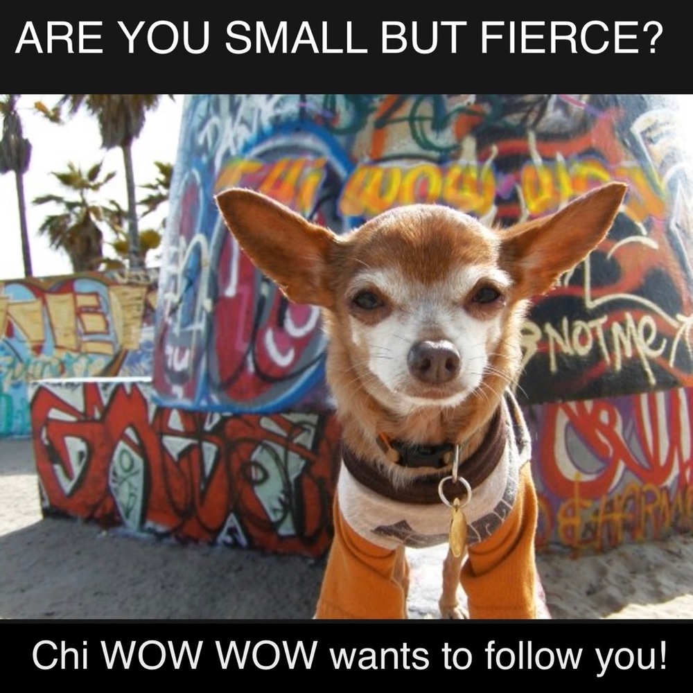 Chi WOW WOW designer streetwear for dogs